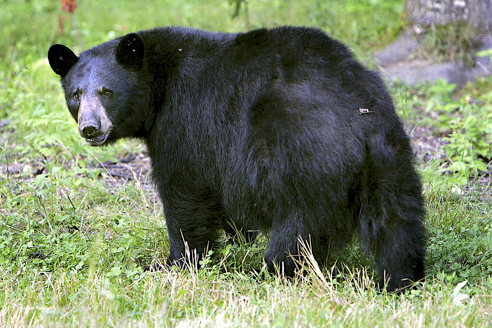 Man injured in Rowlesburg black bear attack 